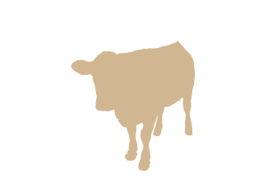 Freitas-Rangeland-cow