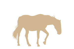 Freitas-Rangeland-horse